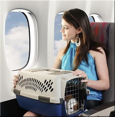 Dog travel kennels IATA