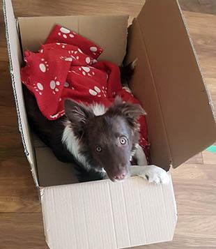 Bringing dog to Australia