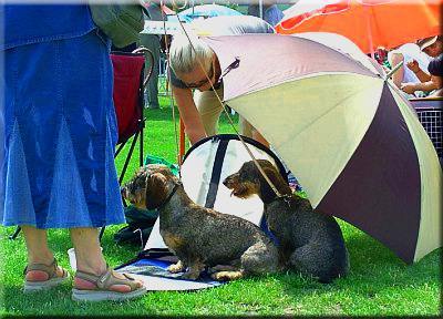 Cost of moving pets to Australia from UK - breakdown.