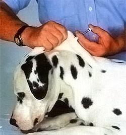 Microchip implantation