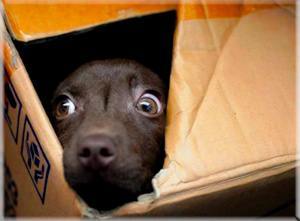 Moving pets to Australia